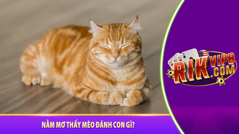 Nằm mơ thấy mèo đánh con gì