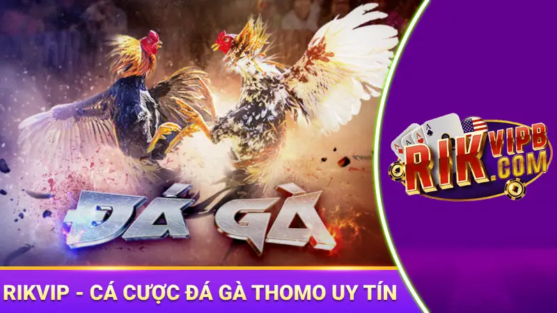 Rikvip - địa chỉ cá cược đá gà thomo uy tín, an toàn
